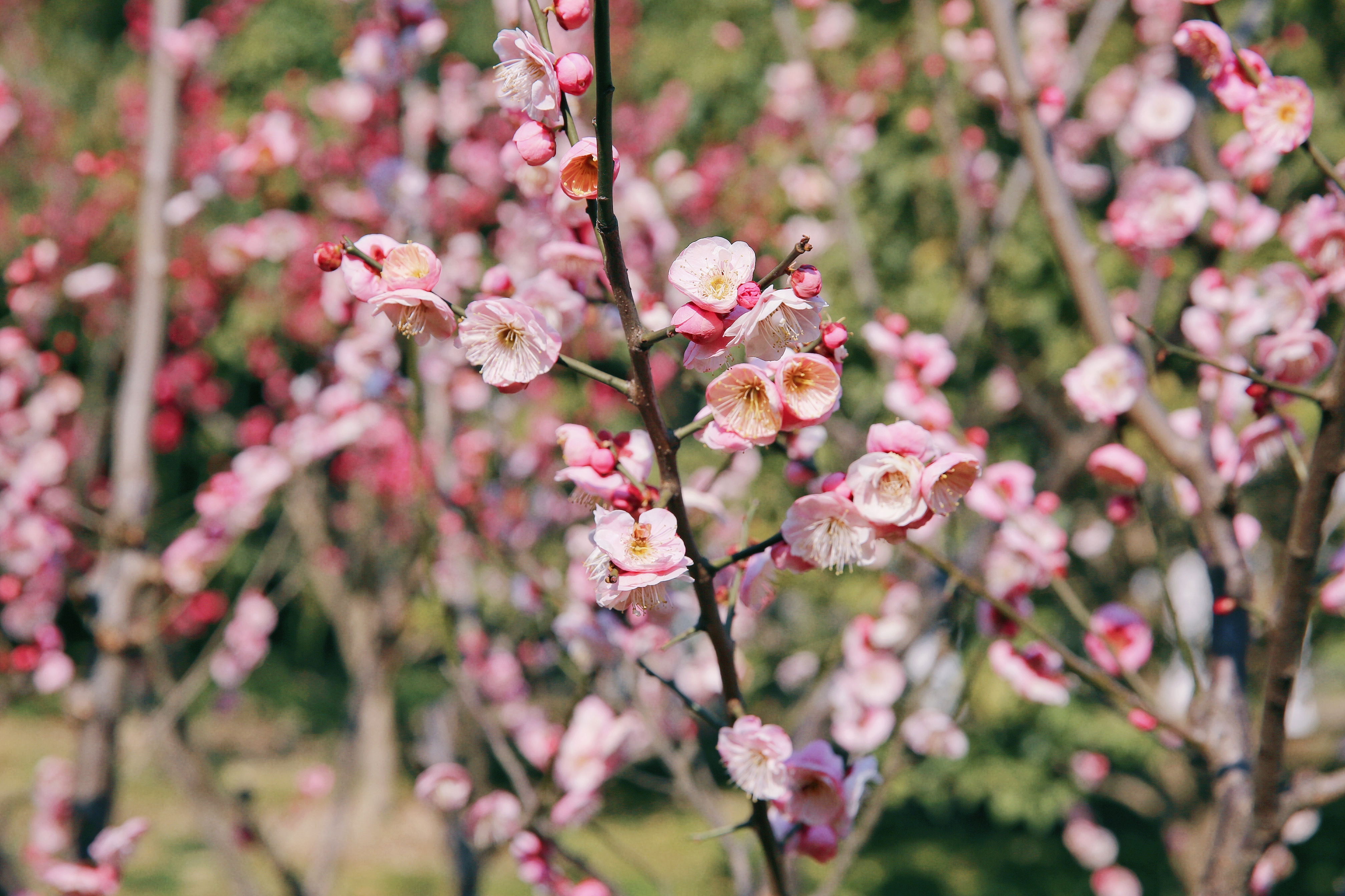 ΰ�¹���(victor1946)�ٷ���վ-Officials Website